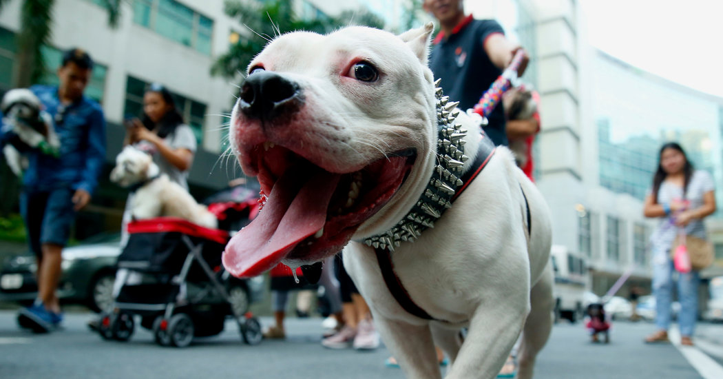 The Pit Bull Gets a Rebrand