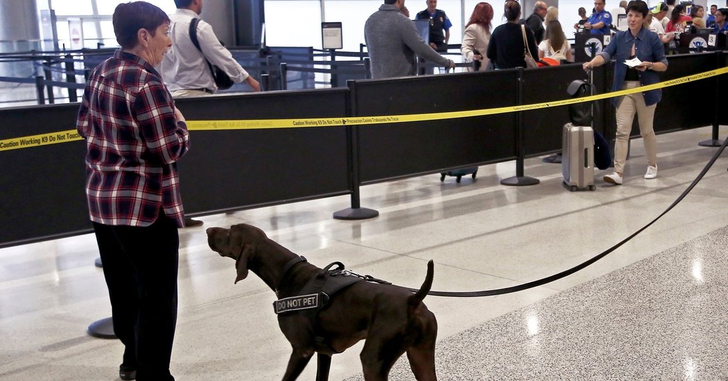 Do Floppy-Eared Dogs Look Friendlier? The T.S.A. Thinks So