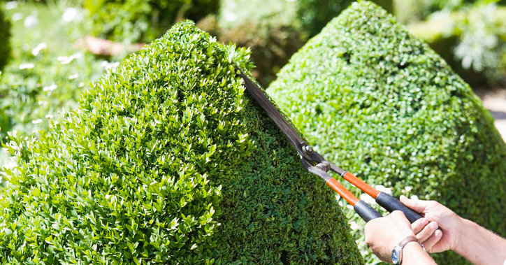 To Go Bare Down There?