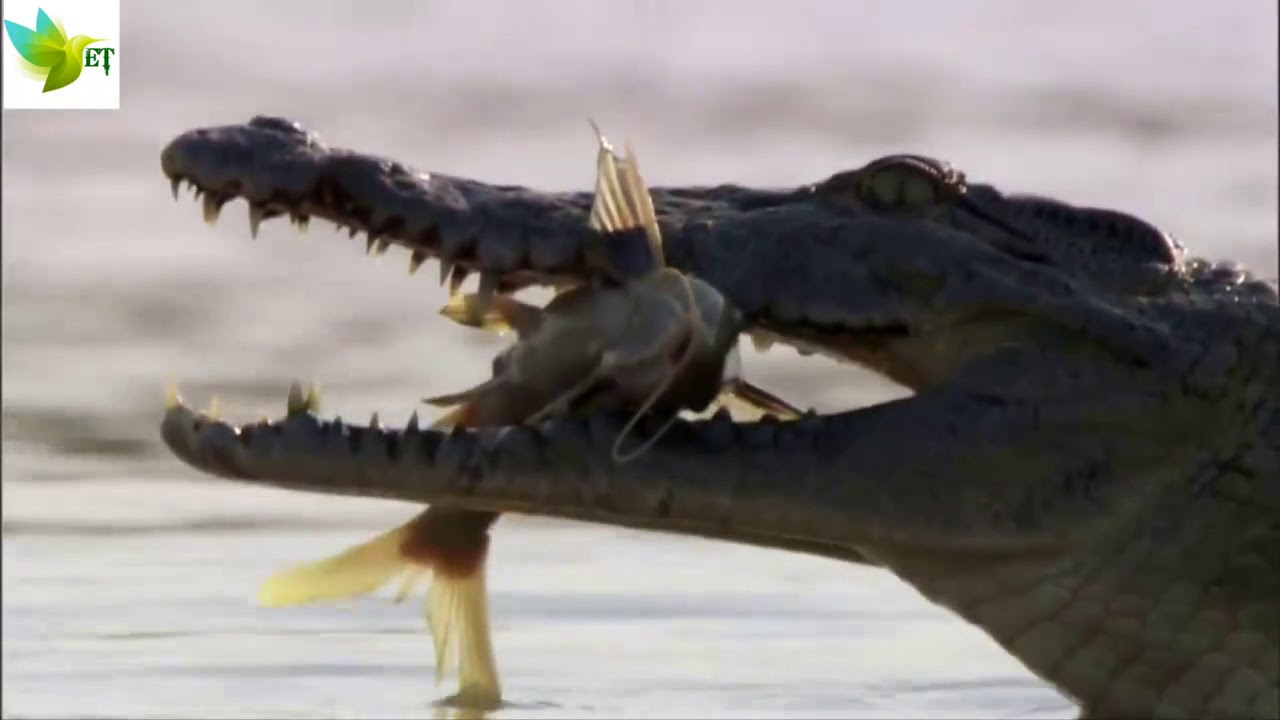 Crocodiles Feast on catfish- Africa’s Wild Heart Viral Videos HD