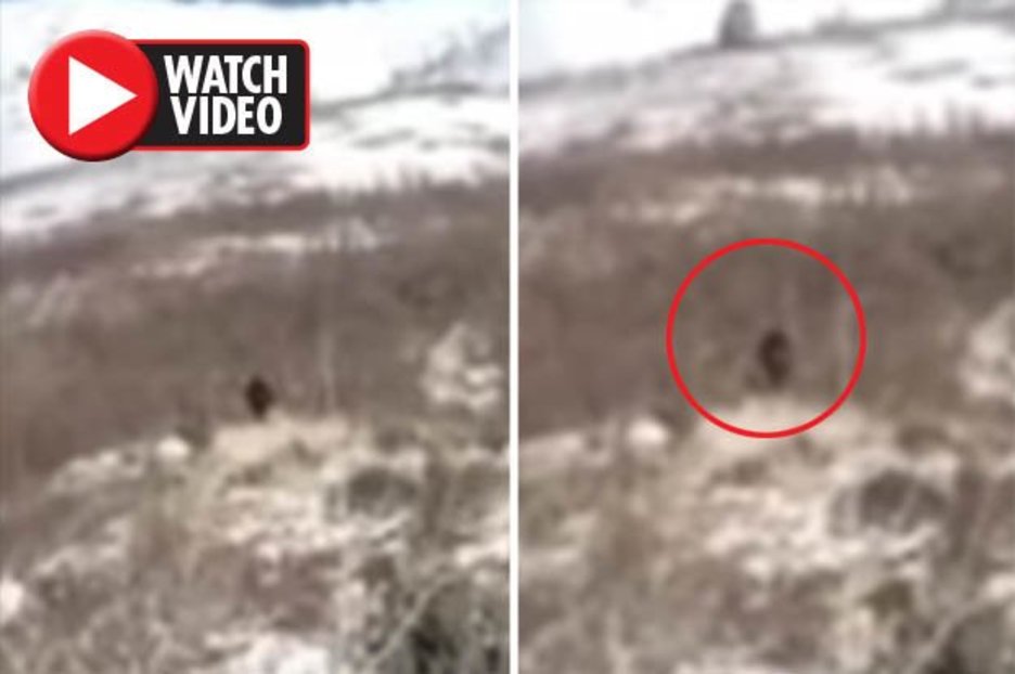 Bigfoot SPOTTED? Gigantic creature stuns tourist after appearing on hill