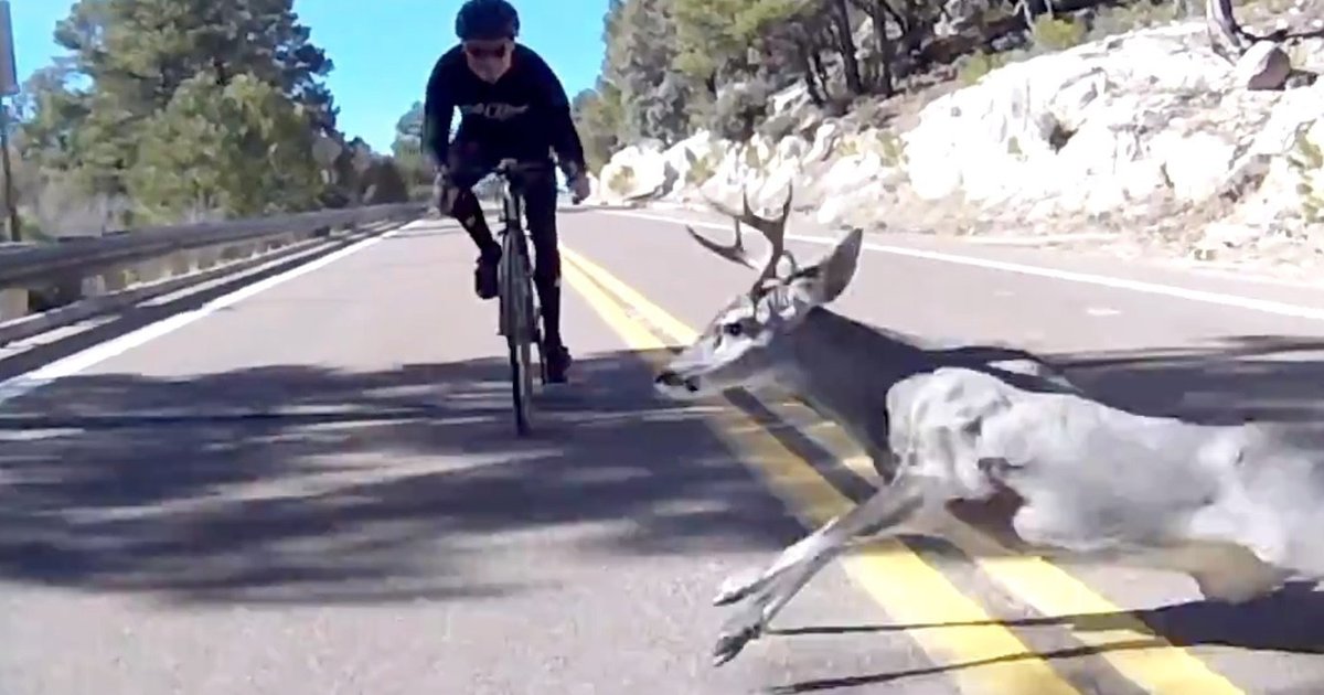 Never, Ever Forget Your Helmet: Cyclist’s Horrific Deer Crash Caught On Camera
