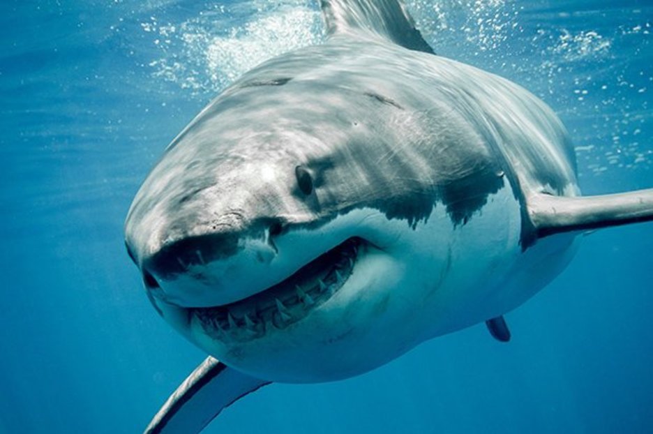 Great White Shark attacks ‘killed off 50ft prehistoric MEGALODON’