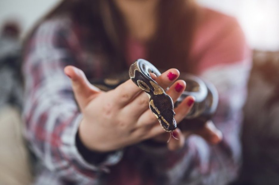 Stowaway snake hides in woman’s shoe for THREE WEEKS