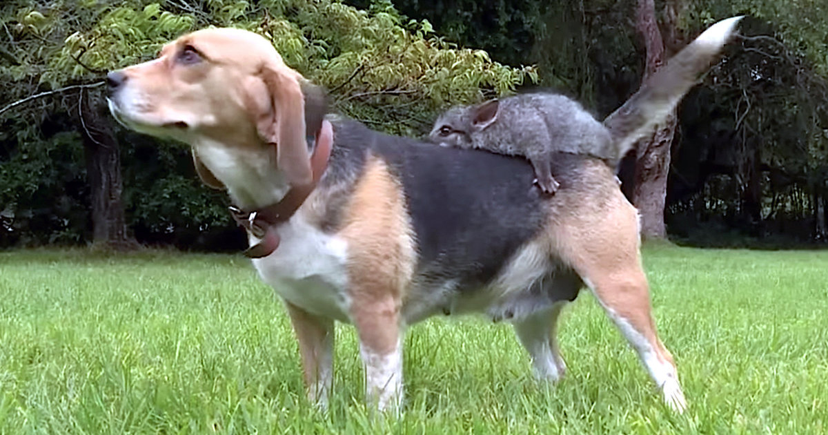 Beagle Adopts Baby Possum And It’s As Cute As You Think It Is