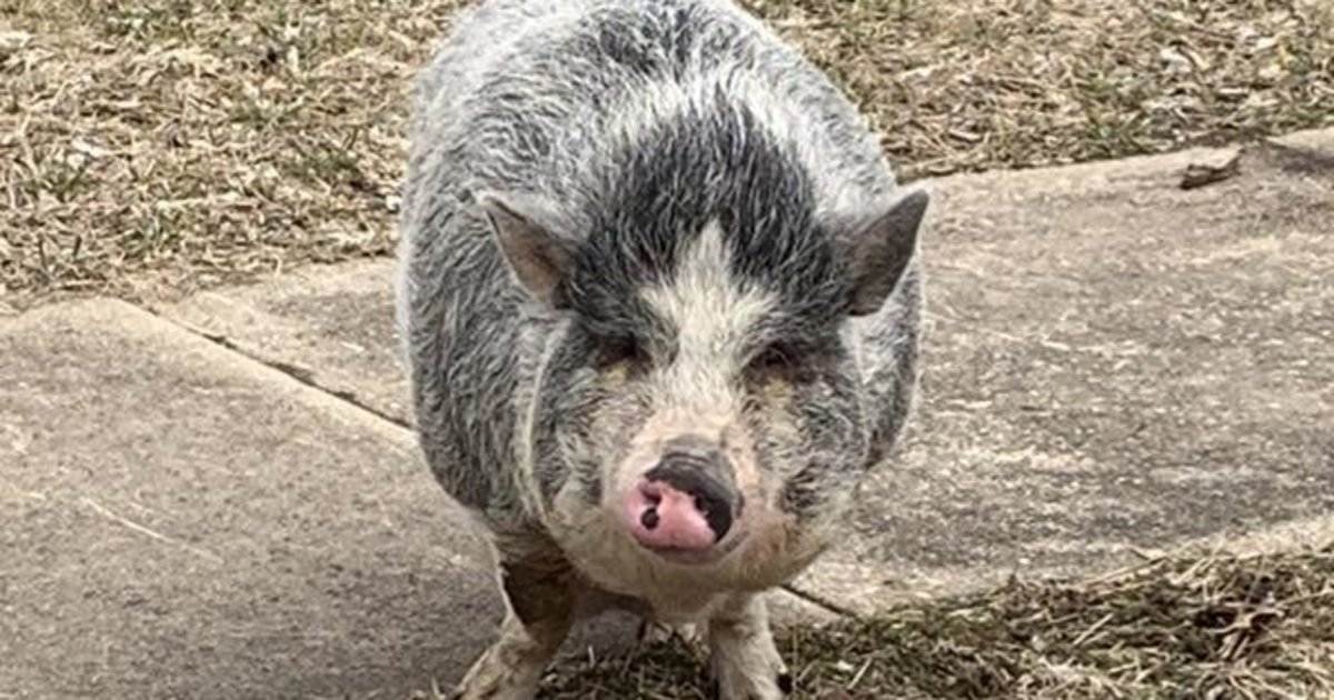 Potbellied Pig Running Loose Lured Home With Pack Of Oreos
