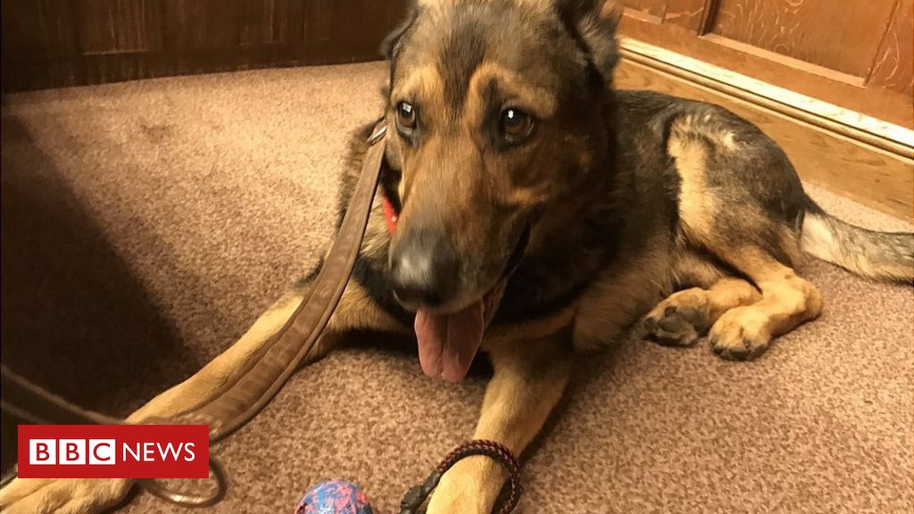 Finn’s Law: Stabbed police dog bill passed by MPs