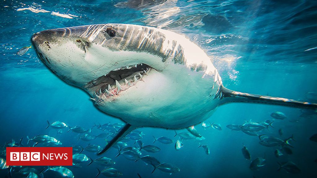 Shark DNA could help cure cancer and age-related illnesses in humans