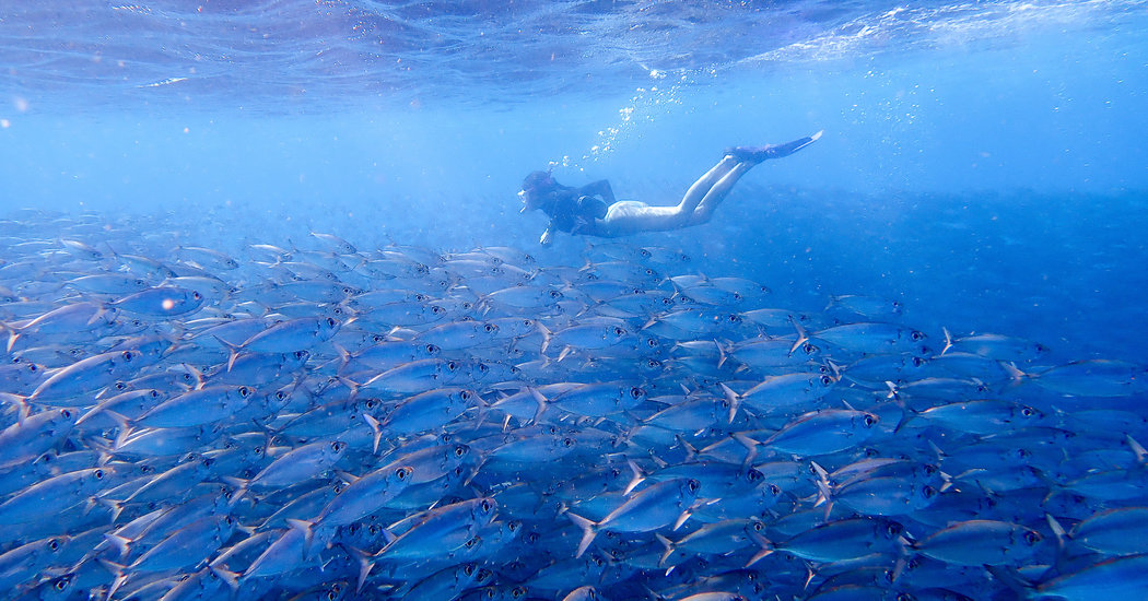 Bonaire: Where Coral and Cactus Thrive, and the Sea Soothes the Soul