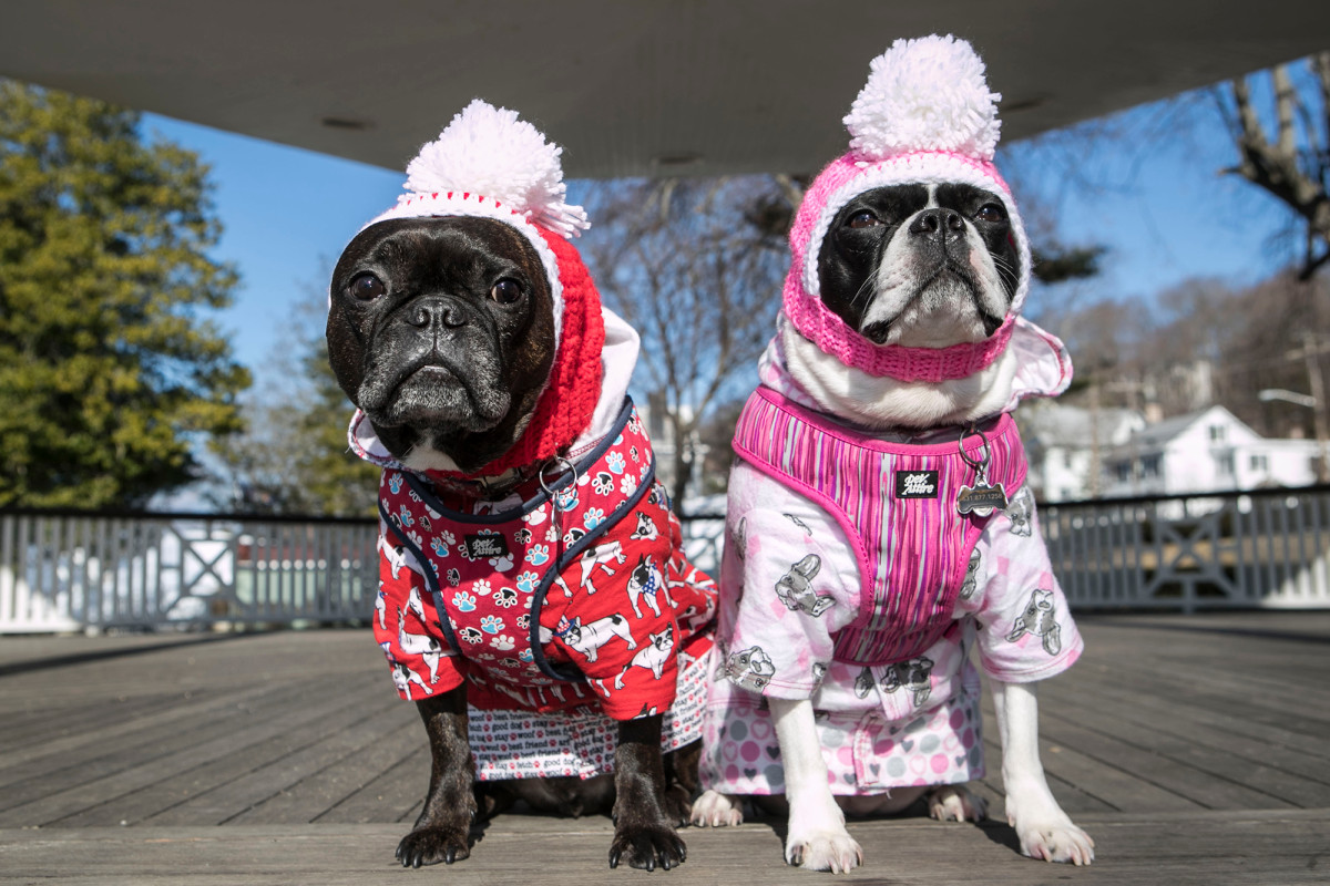 These dogs and cats will strut their stuff at NY Fashion Week