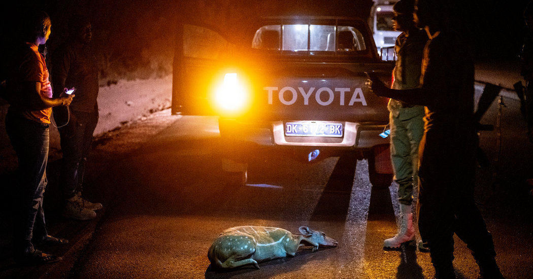 In Forlorn Park, Lion Cubs Play in Traffic and Elephant Dung Is Met With Delight