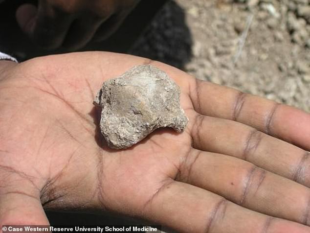 Fossilized ankle bone from human ancestor that lived 4.5 million years ago