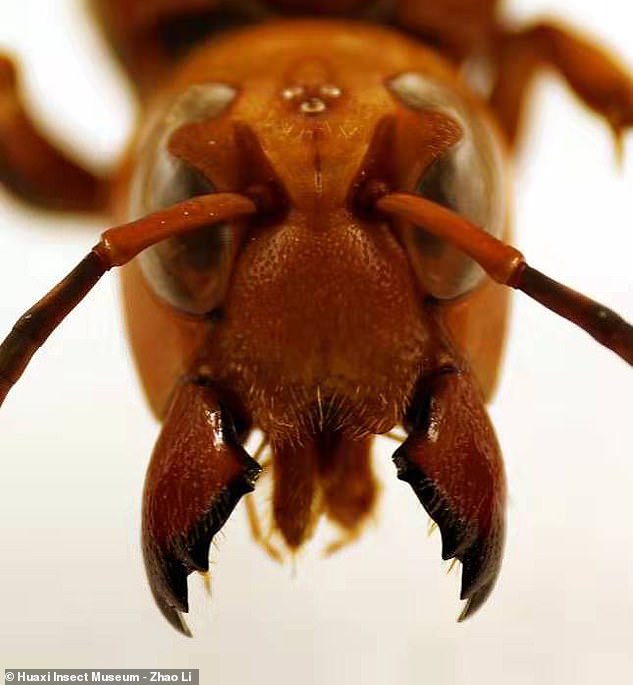 Giant killer hornet believed to be a new species and the largest in the world