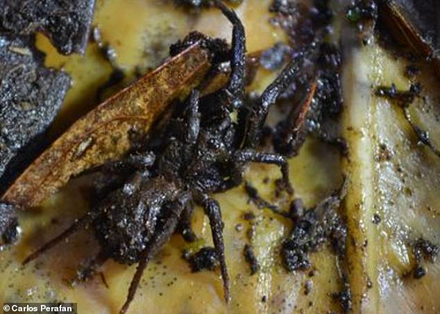 Meet the stormtrooper SPIDERS | Daily Mail Online