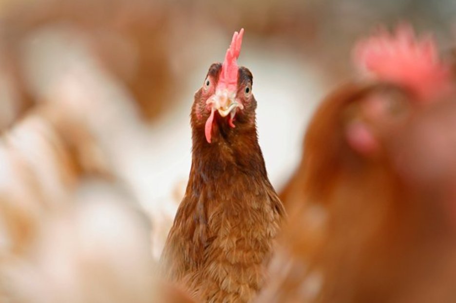 Chickens KILL fox that sneaked into their henhouse