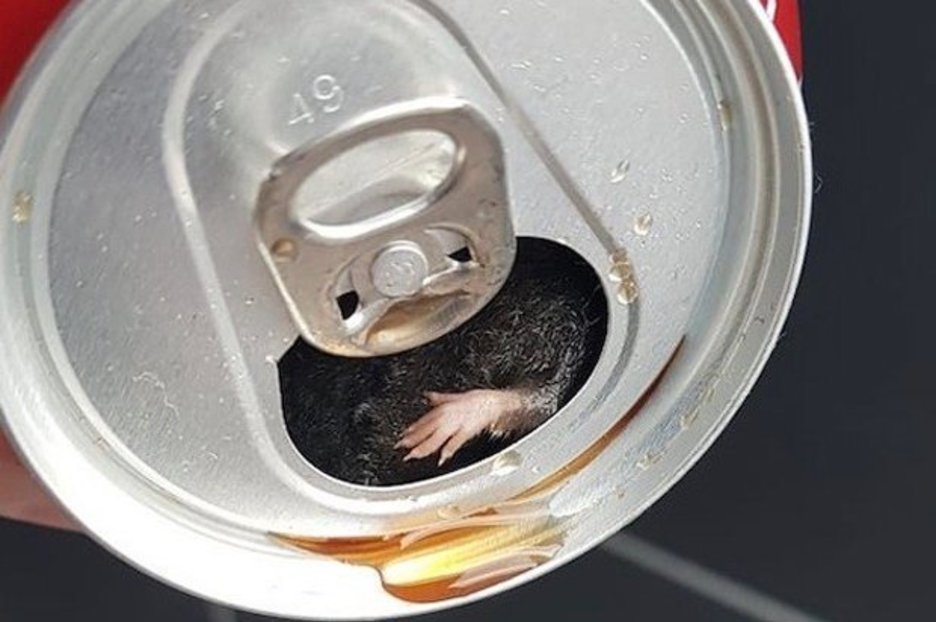 Dead mouse in Coke can shocks Frenchman