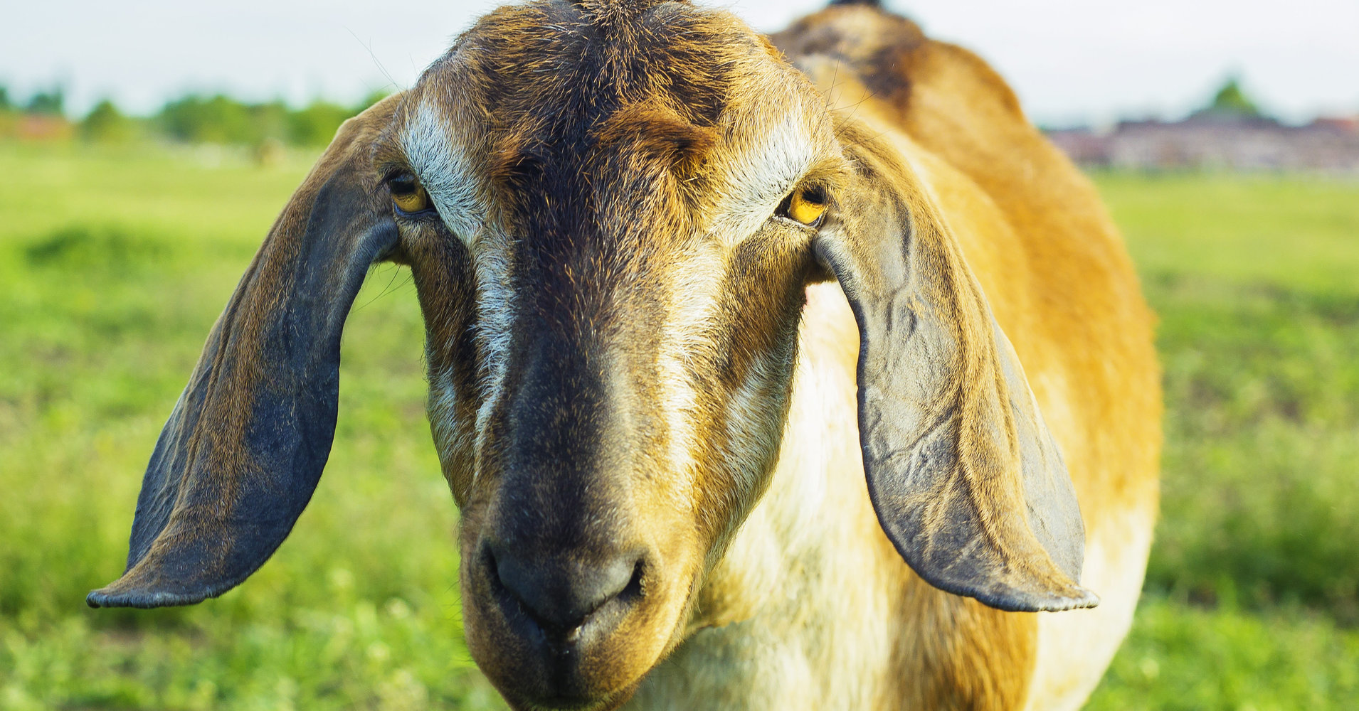 Lincoln The Goat Elected Mayor Of Small Vermont Town