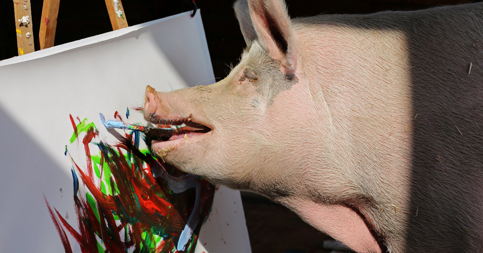 Painting ‘Pigcasso’ Hogs The Limelight At South Africa Farm Sanctuary