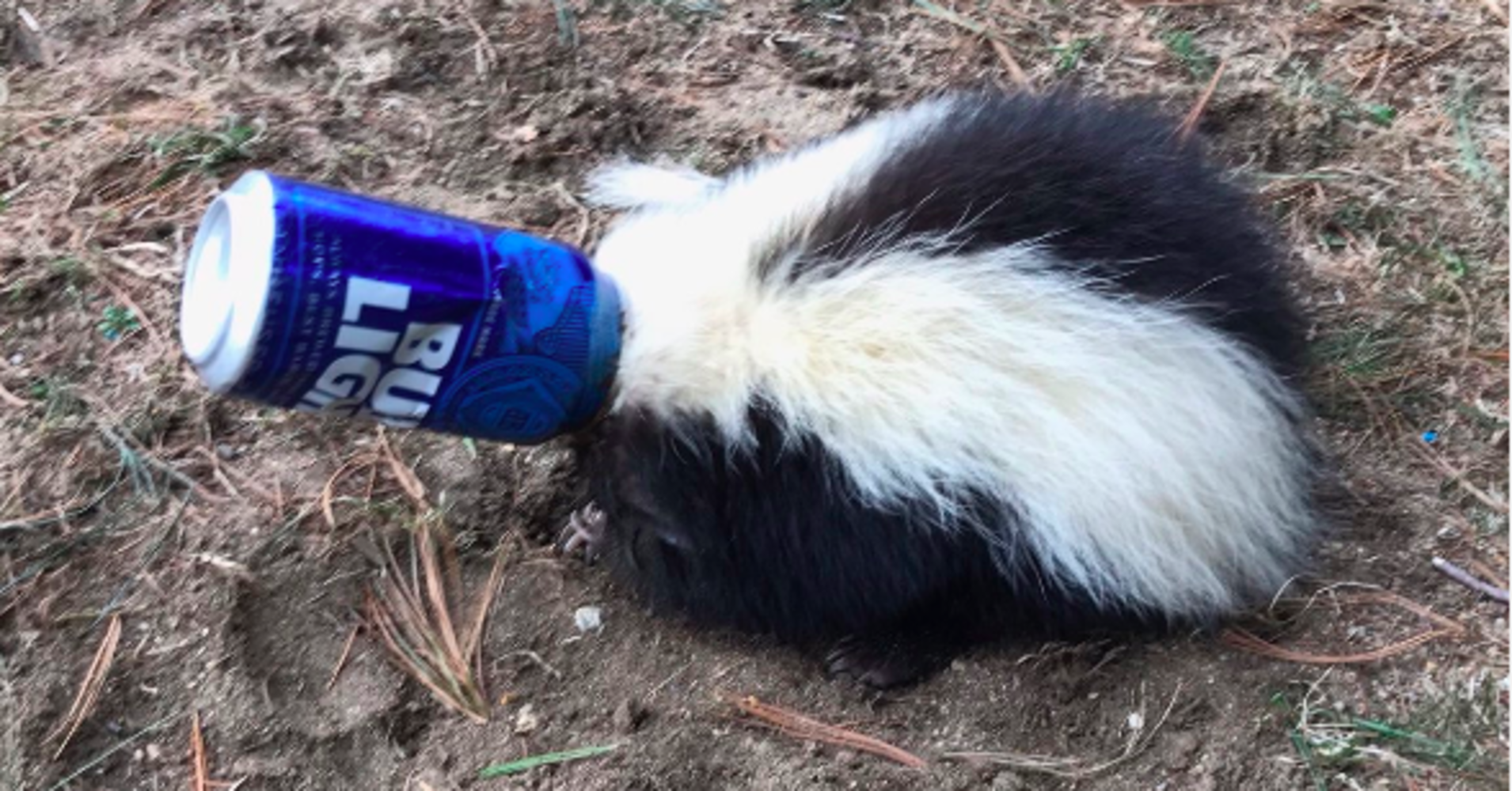 Skunk Rescued After Getting Head Stuck In Beer Can
