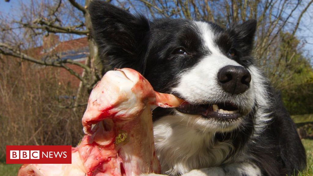 Raw-meat dog food ‘risk to owners’