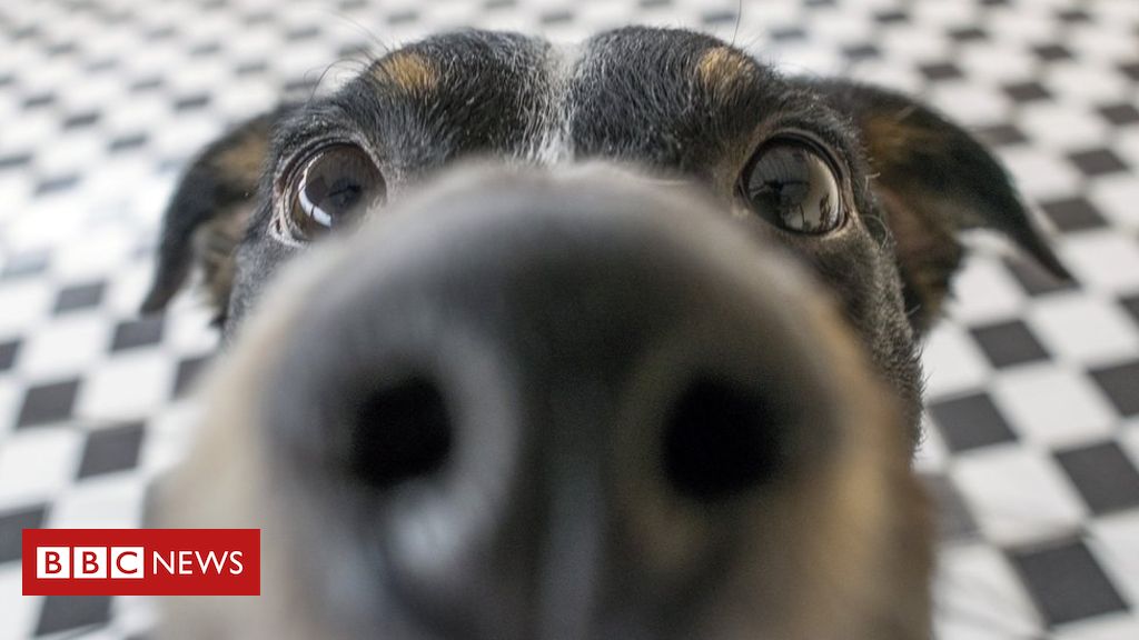 Dogs can smell epileptic seizures
