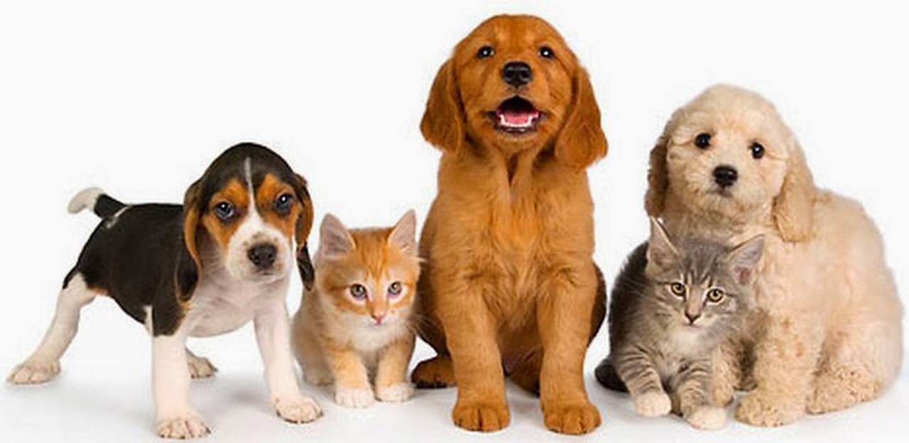 American Airlines bans puppies and kittens from its Emotional Support Animal policy