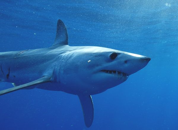 Shark skin studied by US military to make faster, more agile aircraft
