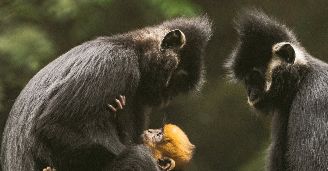 Vietnam’s Empty Forests – The New York Times