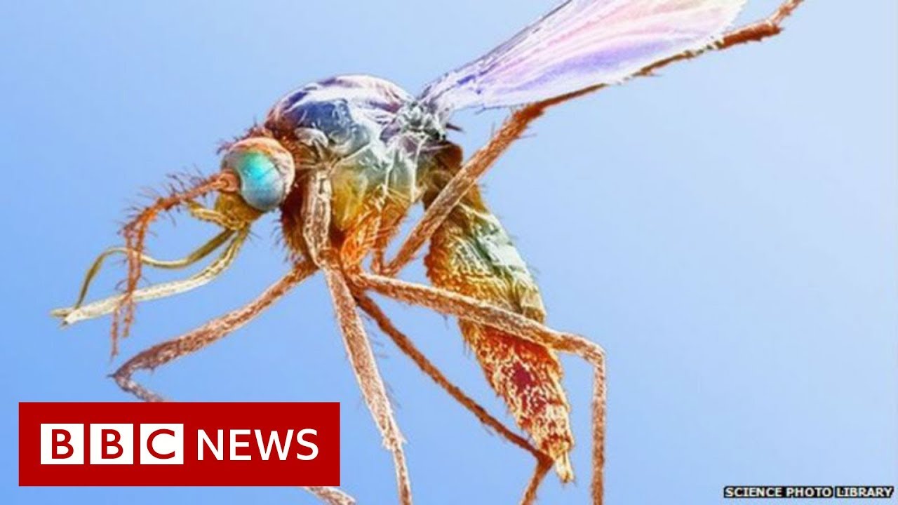 The great mosquito swap – BBC News