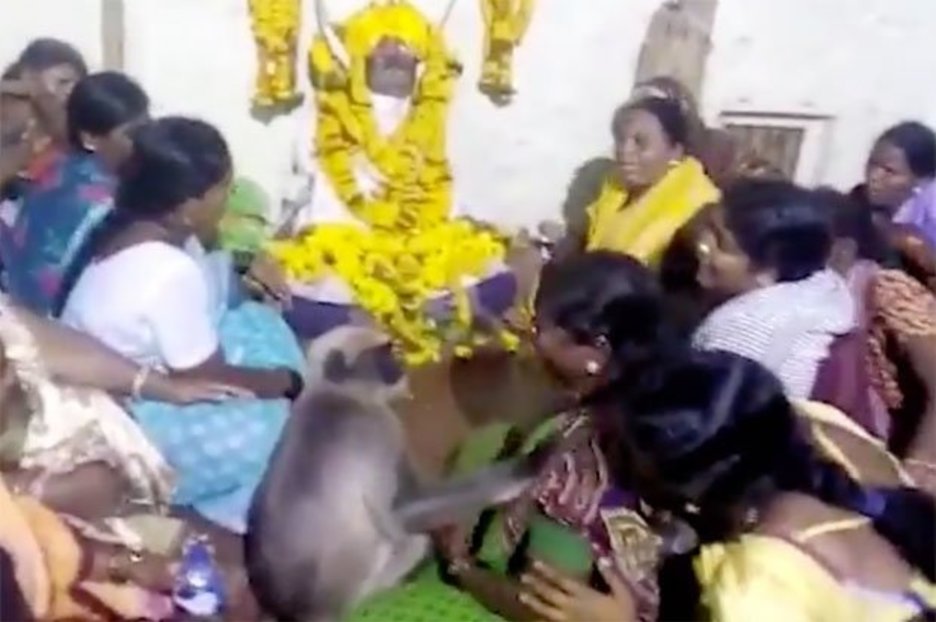 Monkey comforts grieving woman at funeral