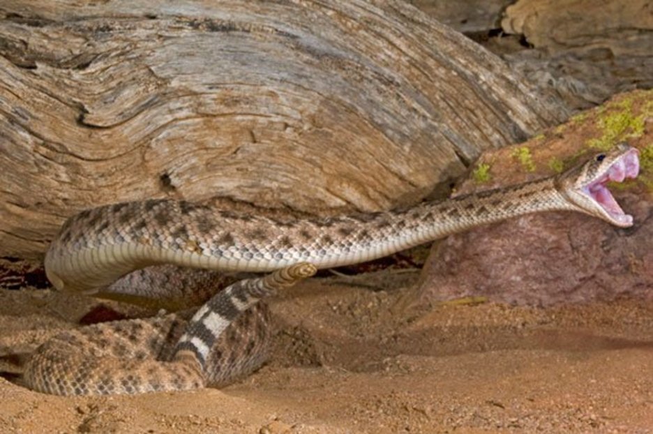 Prehistoric man’s poop contained whole rattlesnake complete with fangs