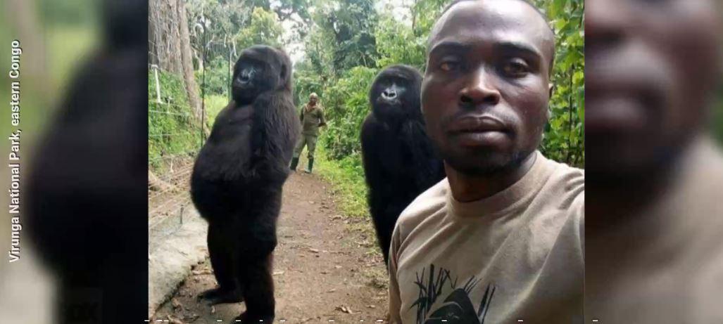 ‘Cheeky’ gorillas pose for stunning selfie with rangers