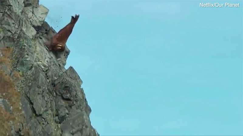 Netflix Walruses ‘fell to deaths because they were being chased by polar bears’ NOT climate change