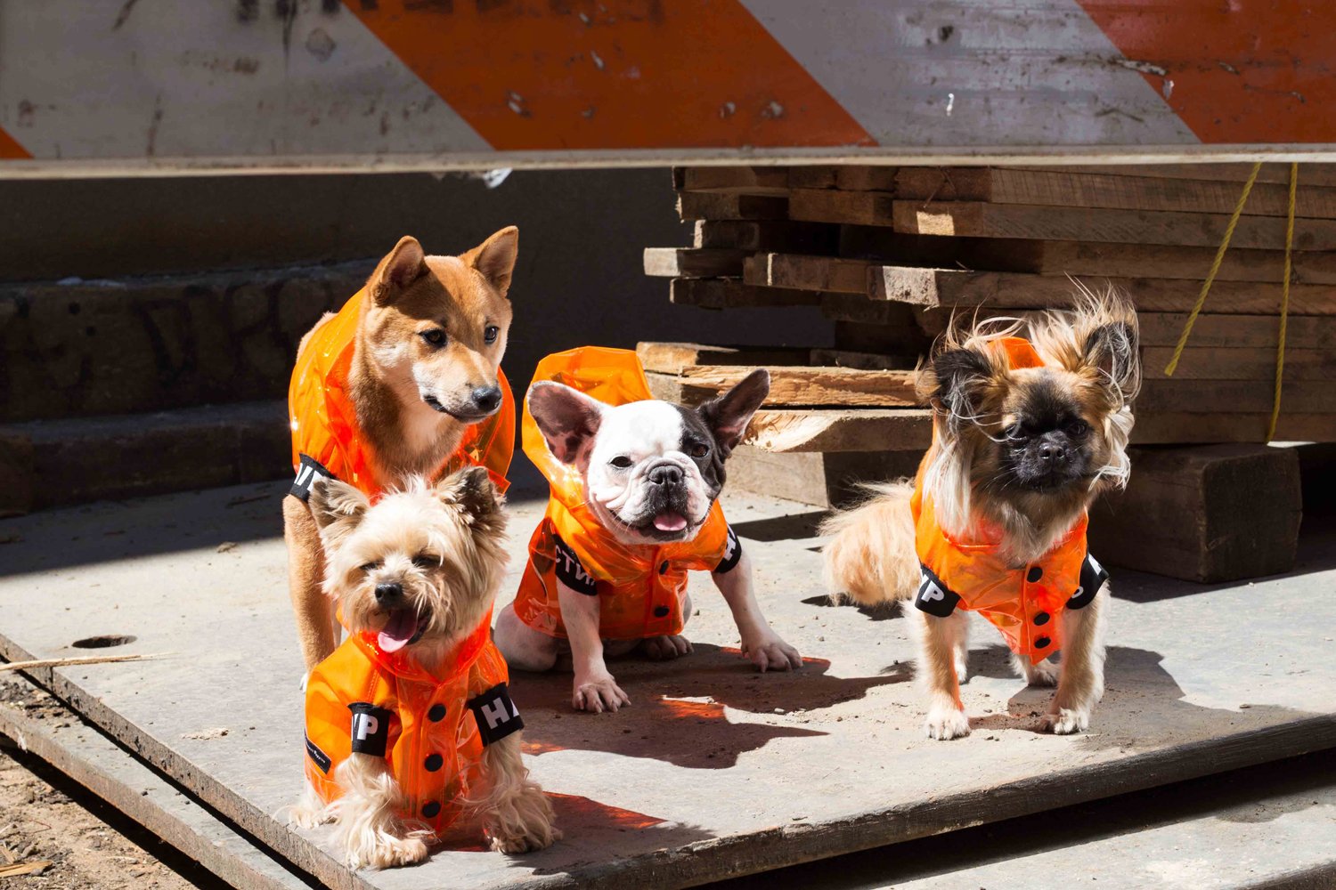 Hypedogs are here: the rise of puppy streetwear