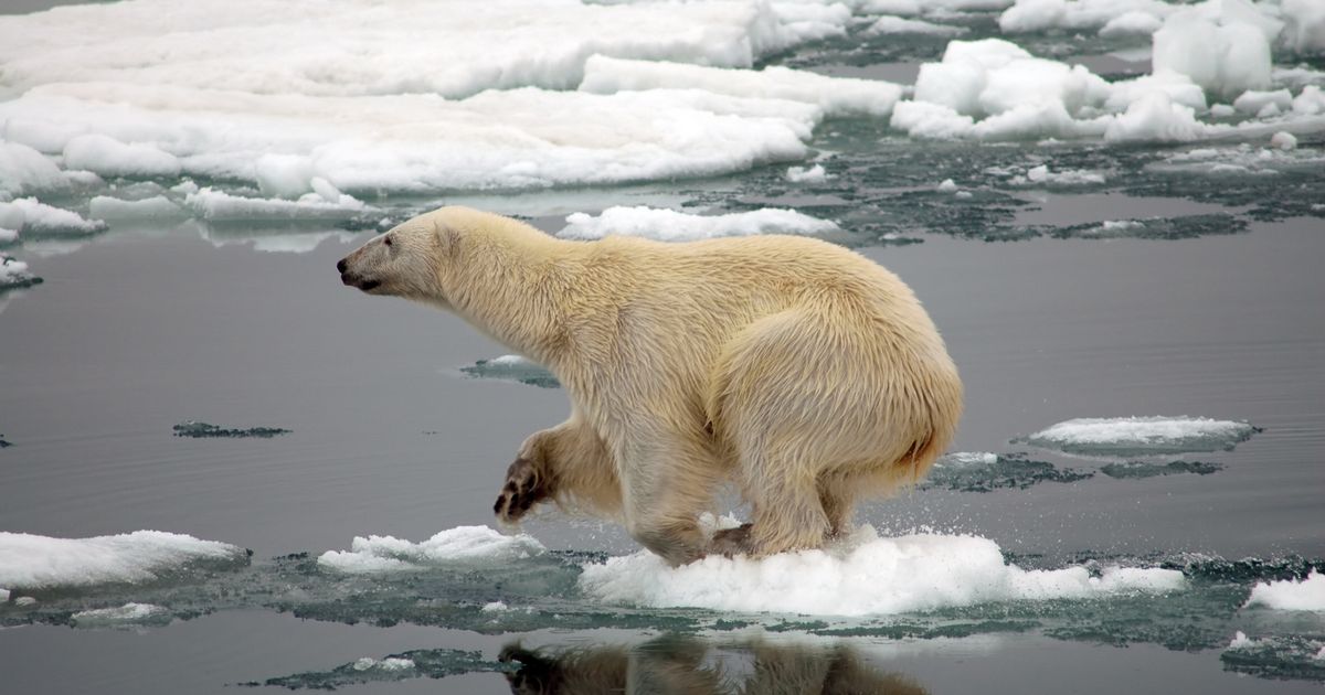 Politicians told to act now as report reveals a million species could go extinct