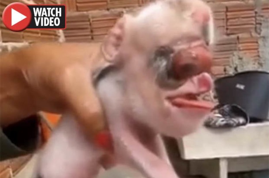 Deformed pig with ‘sheep body, human tongue and rodent head’ filmed
