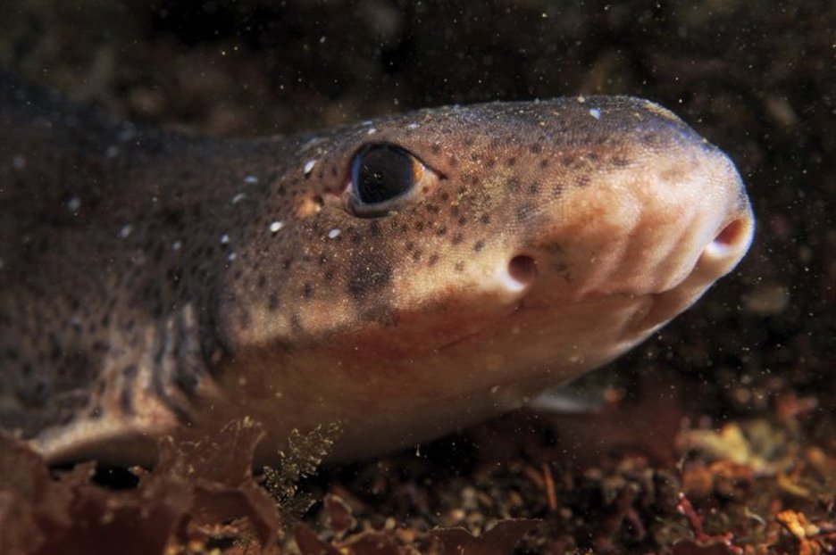 Squid bought in Northern Ireland has baby SHARK inside