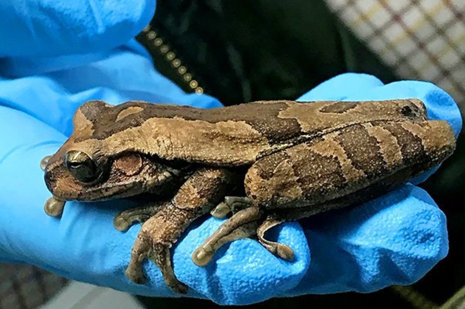 Lidl news: South American tree frog travels over 5,000 miles to store
