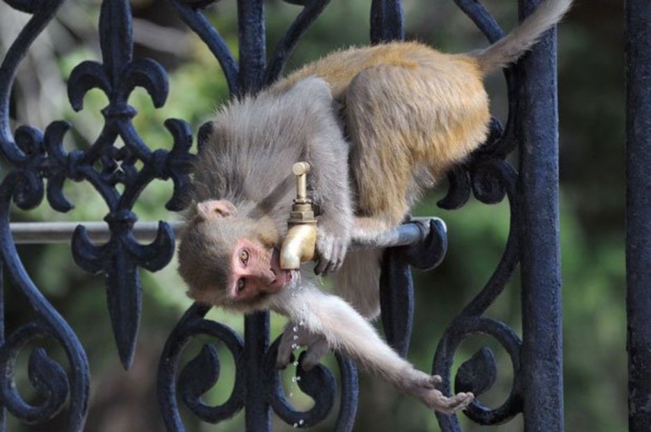 India’s monkey war intensifies as authorities plan mass sterilisation