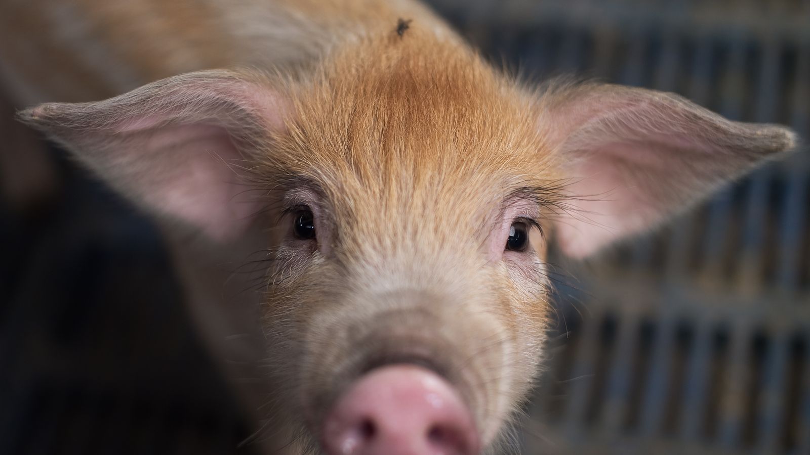 Pigs may complicate US-China trade negotiations | Business News