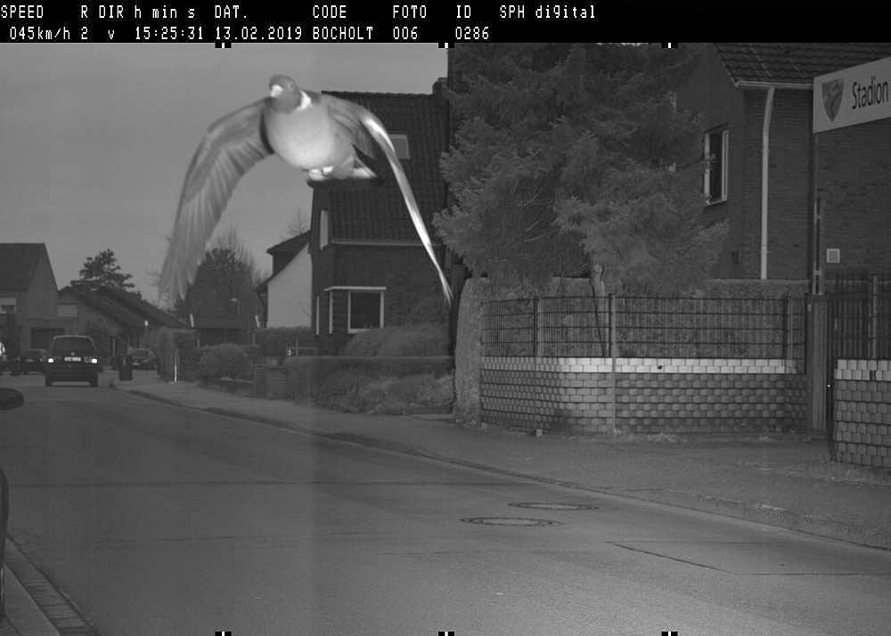 Super-fast pigeon caught on speed camera, goes viral