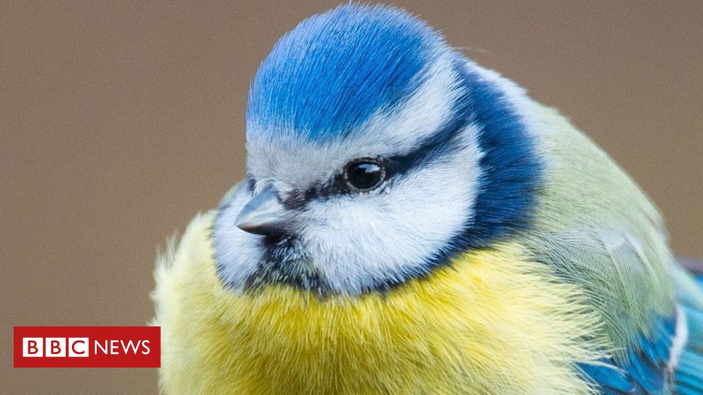Connecting my bird box camera to the web