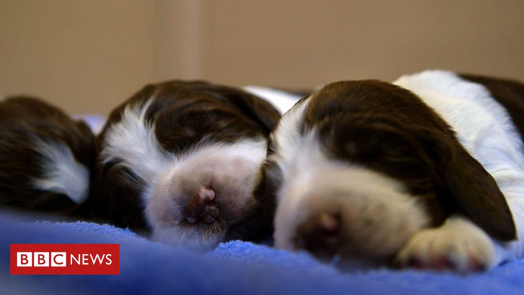 Lucy’s Law: How it makes puppies and kittens safe