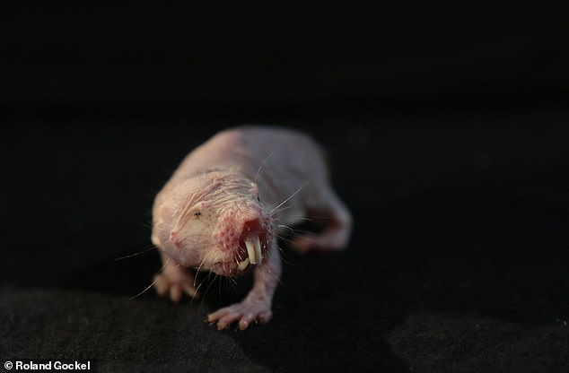 The rodents that don’t feel pain: Mole rats resist the burn of hot peppers and ACID