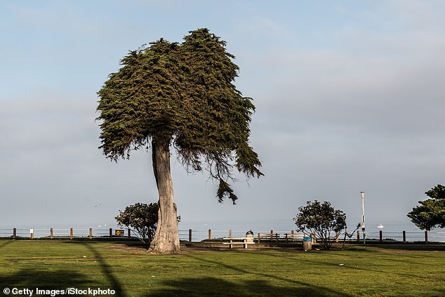 San Diego’s ‘Lorax Tree’ falls: 100-year-old cypress that inspired Dr Seuss’s story has toppled