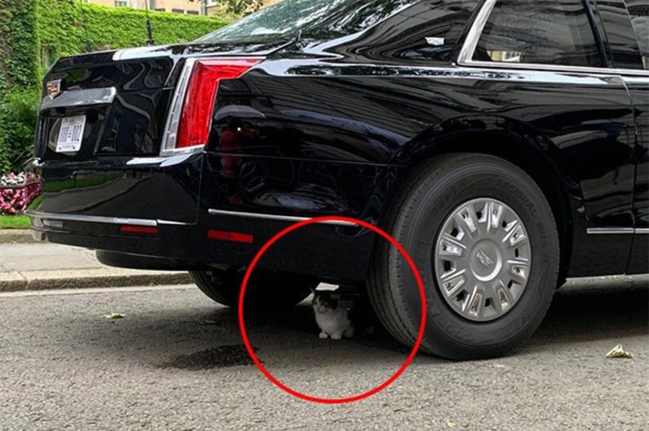 Larry the Cat halts Donald Trump’s Beast limo in Downing Street