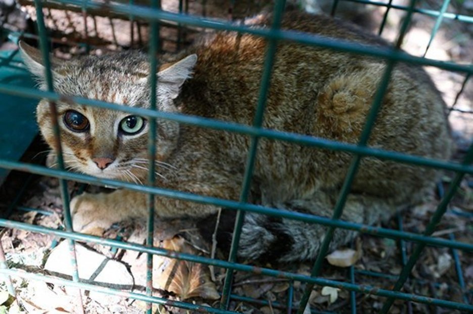 Cat-fox discovered on European island in rare find