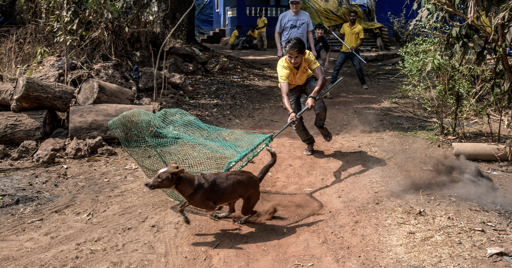 Rabies Kills Tens of Thousands Yearly. Vaccinating Dogs Could Stop It.