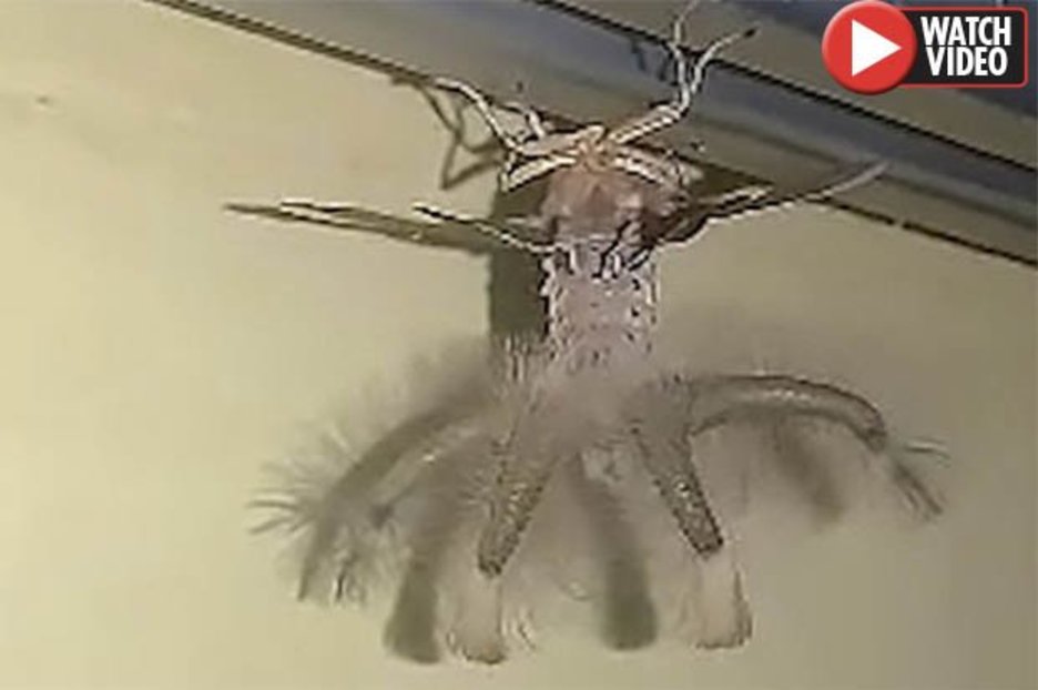 Terrifying ‘alien-like’ winged creature lurks on man’s ceiling