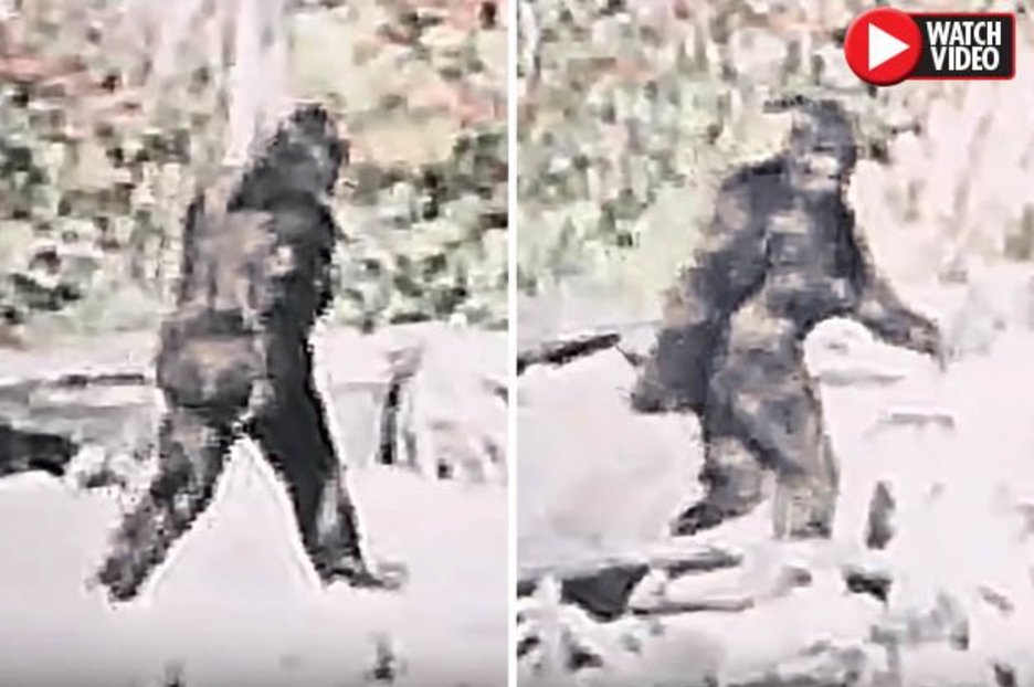 Bigfoot real? Frenzy as HD clip reveals new details of 1967 sighting